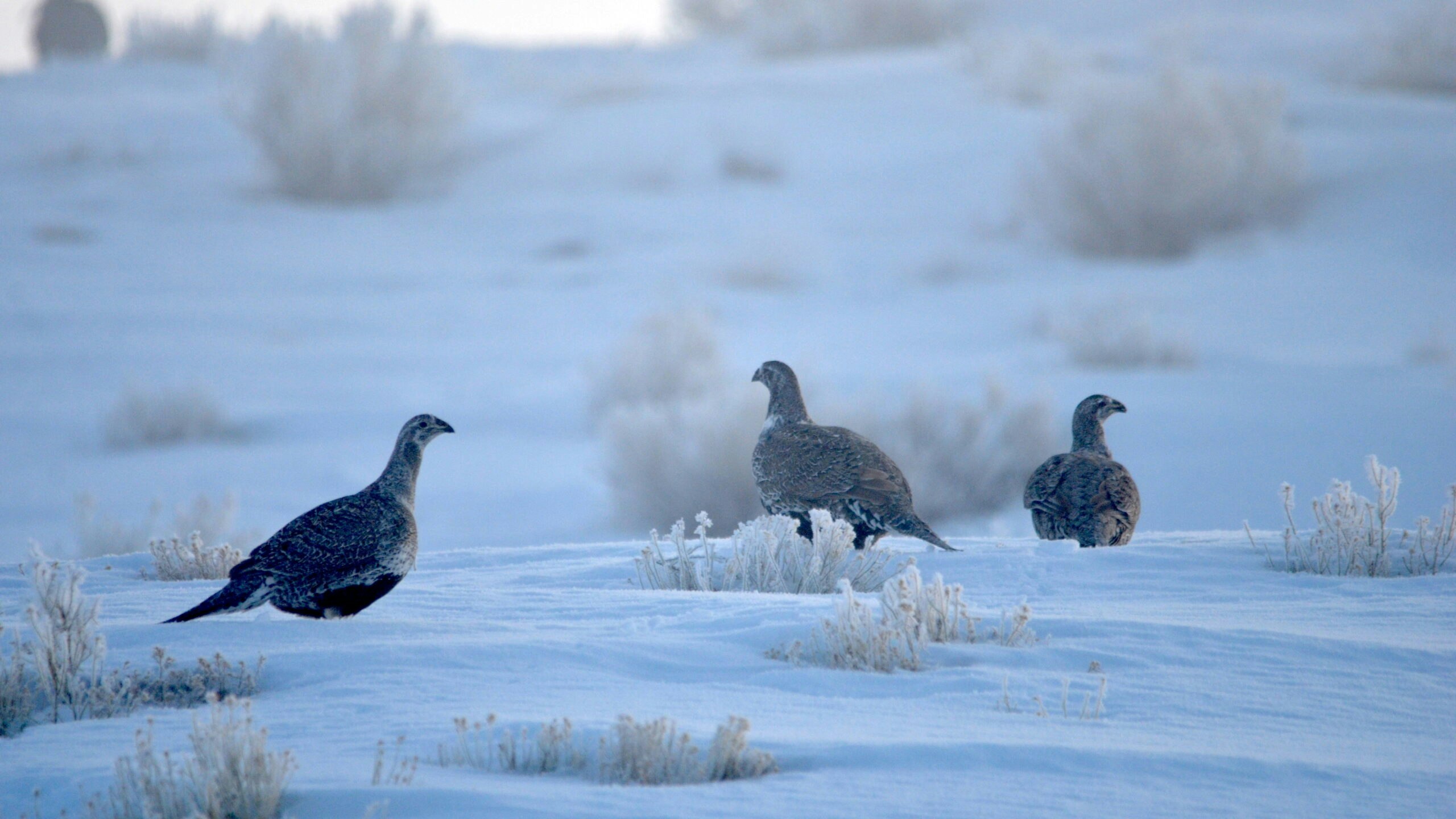 Range Writing Cat Urbigkit scaled