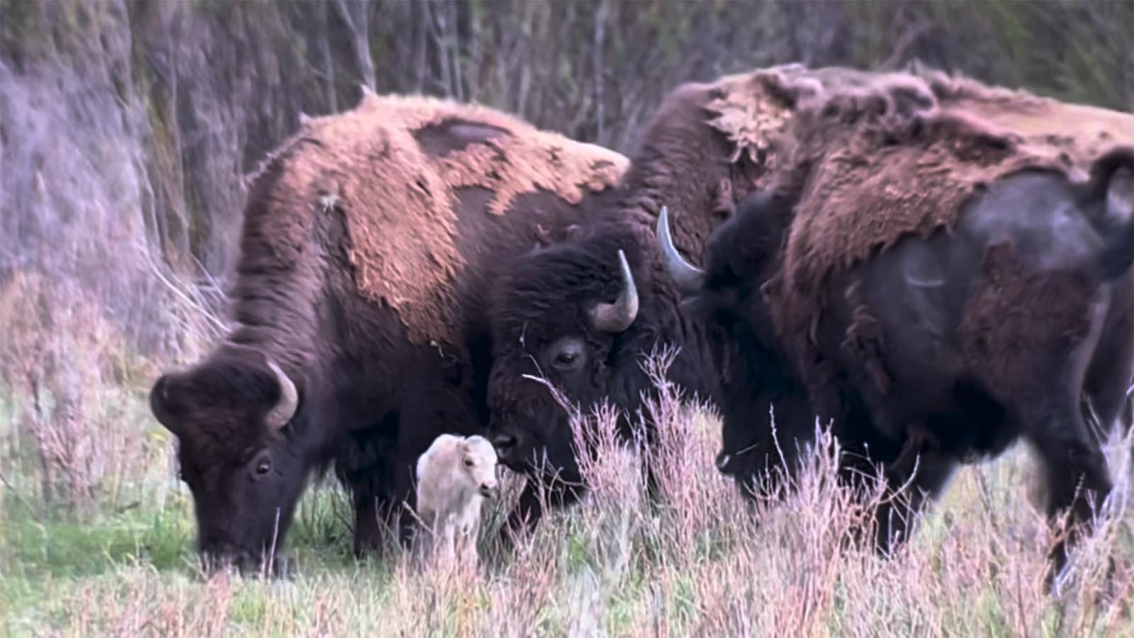 Retired biologist Gary Gaston was at just the right place at just the right time to capture this video of a rare white bison calf taking some of its first steps in Yellowstone National Park on June 4. There have been on confirmed sightings of the calf since.
