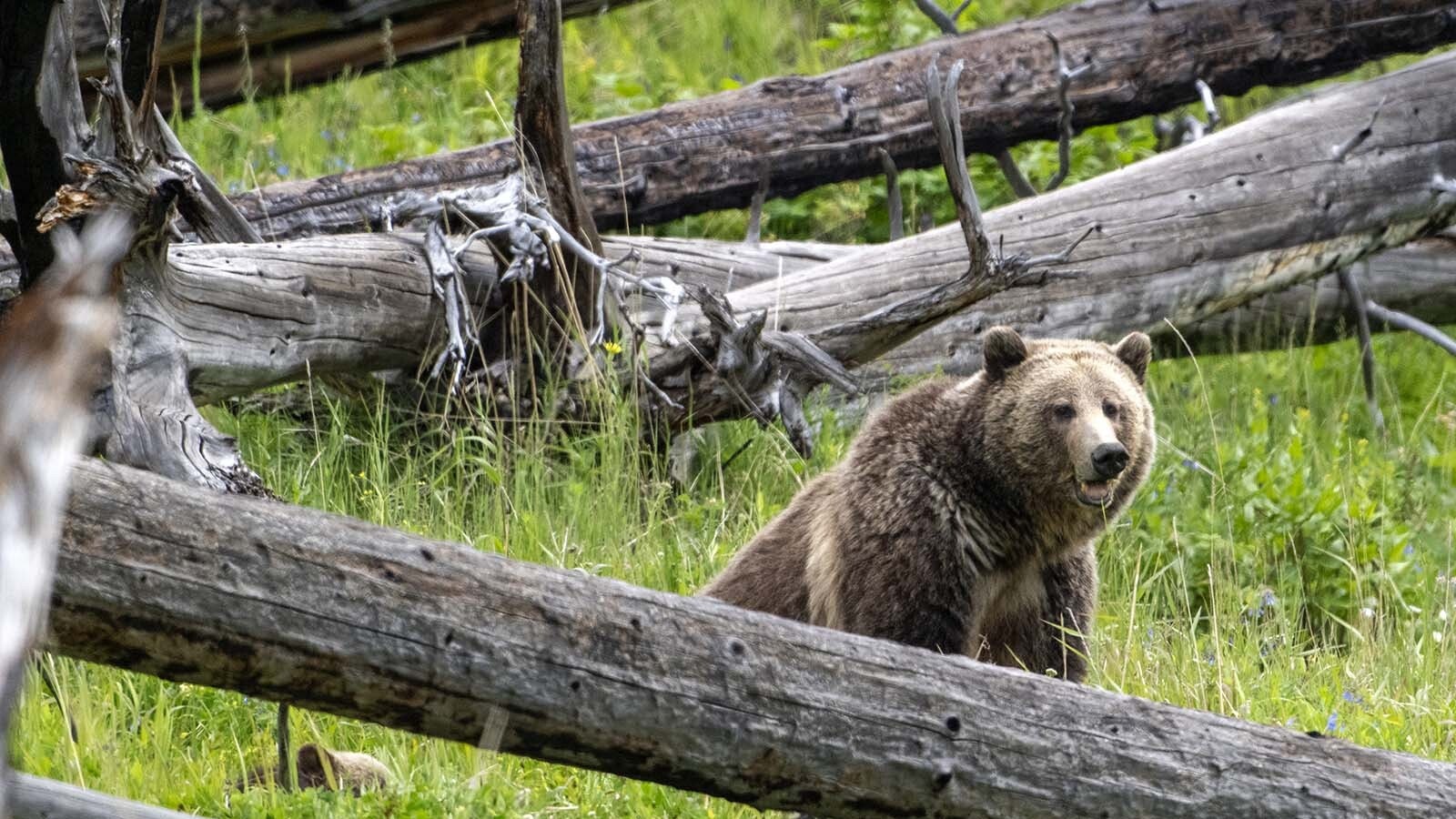 Raspberry has for years been a favorite among Yellowstone National Park’s grizzlies. Her fans worry that she might have been killed by another bear in June.