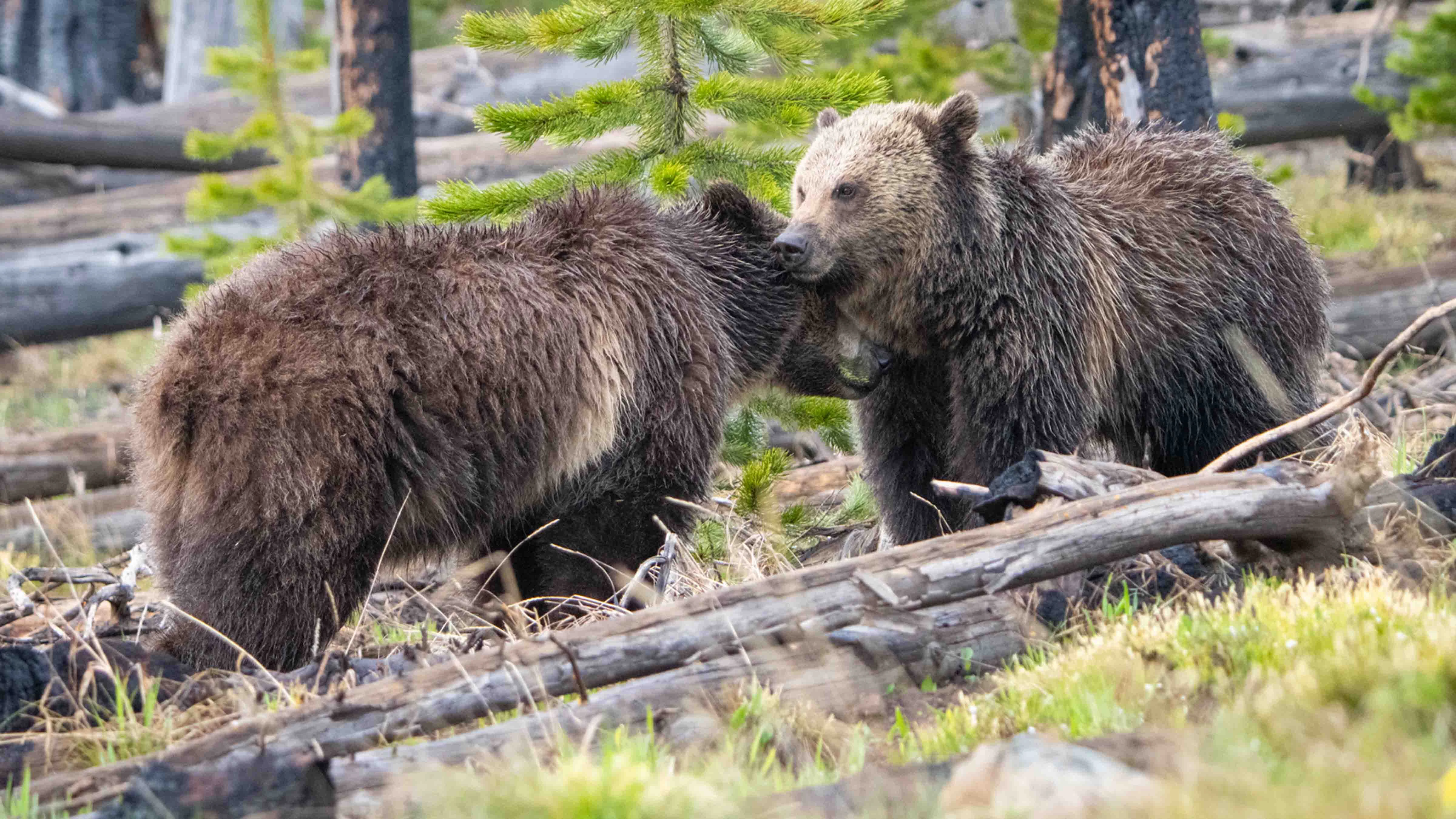 Famed Yellowstone grizzly Raspberry (left) is pictured here with her cub Jam, just before the two separated and Jam set off on her own in 2023.