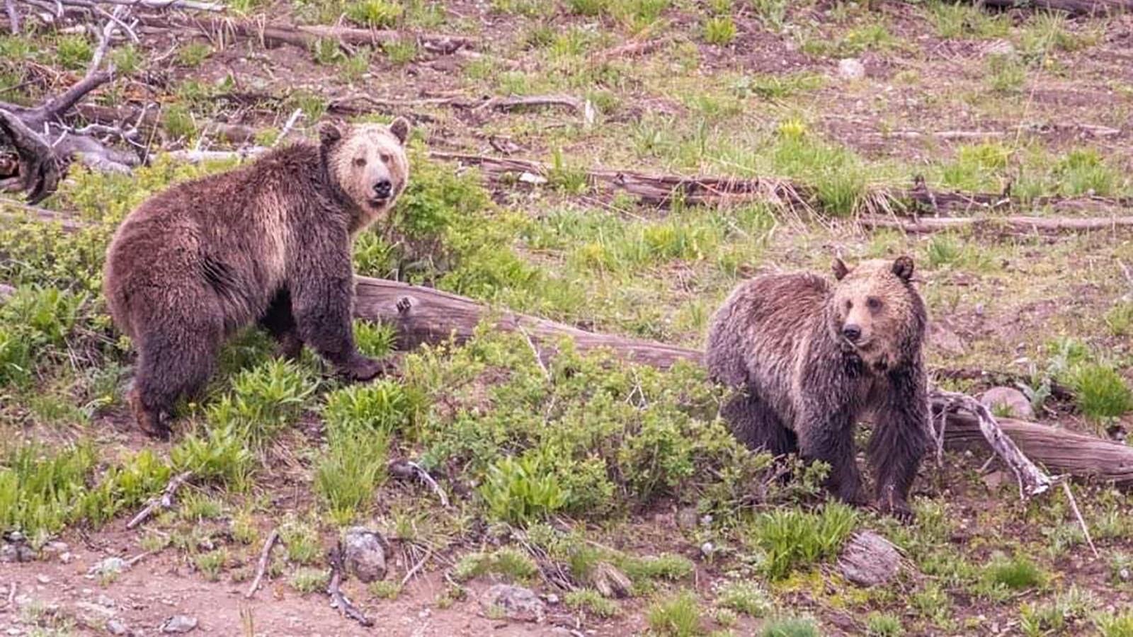 Jam, right, is a 3-year-old grizzly in Yellowstone that is finally separating from her mother, Raspberry, left.