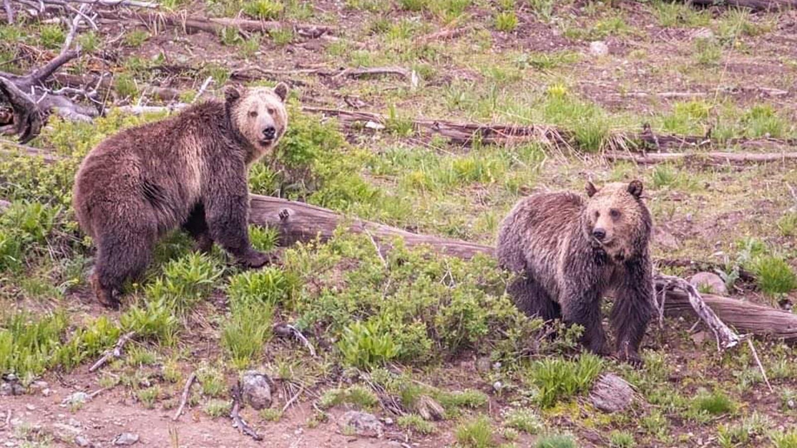 Raspberry, left, with her 3-year-old cub Jam in the summer of 2023 in this file photo.