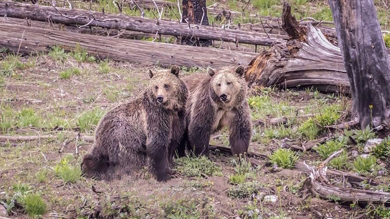 One of Yellowstone Park’s famed grizzlies, “Raspberry,” right, recently separated from her 3-year-old cub, “Jam.”