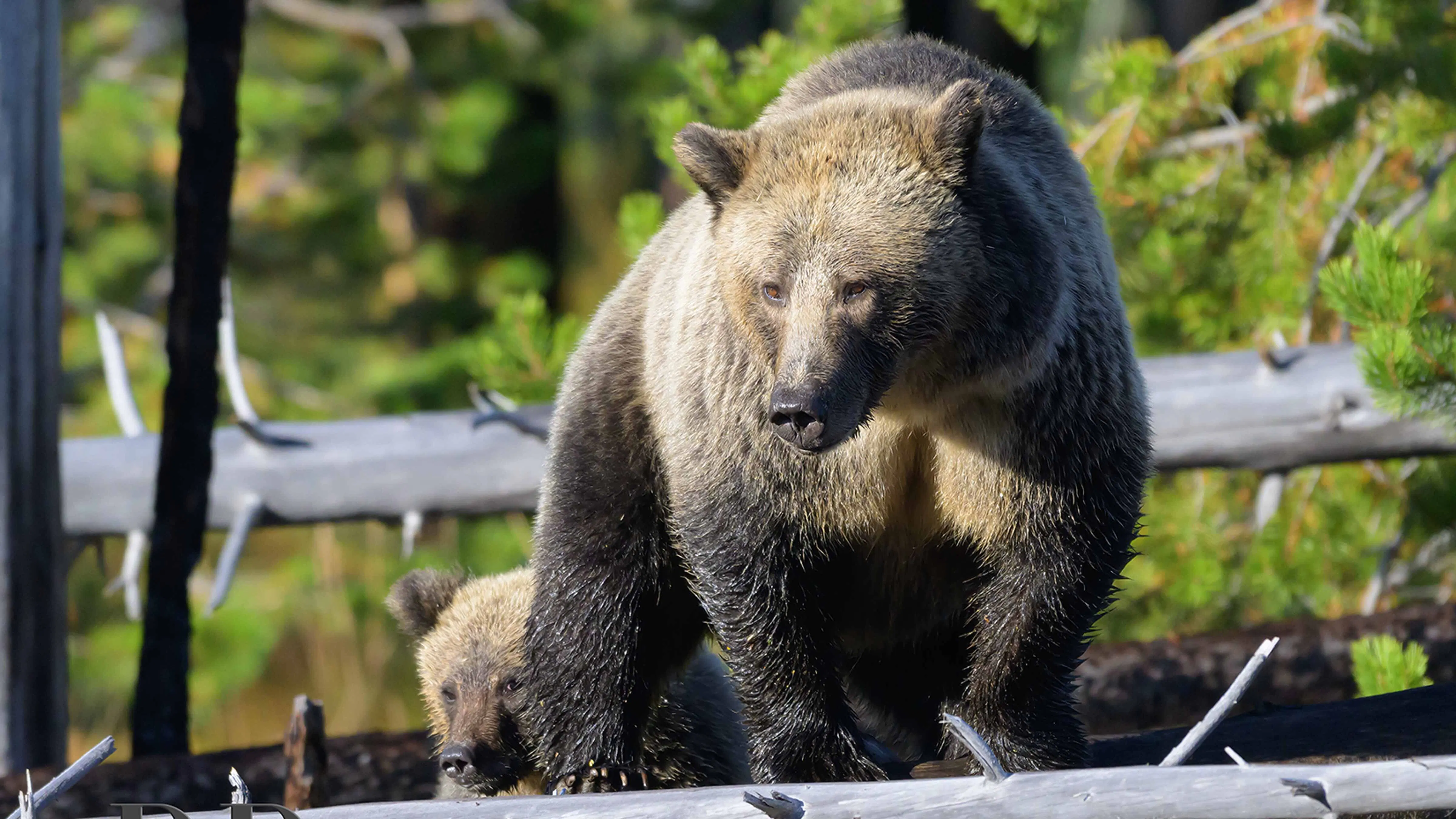 Raspberry, The ‘Grizzly 399 Of Yellowstone’ Missing For A Year, Feared To Be DeadMark HeinzMay 14, 2026