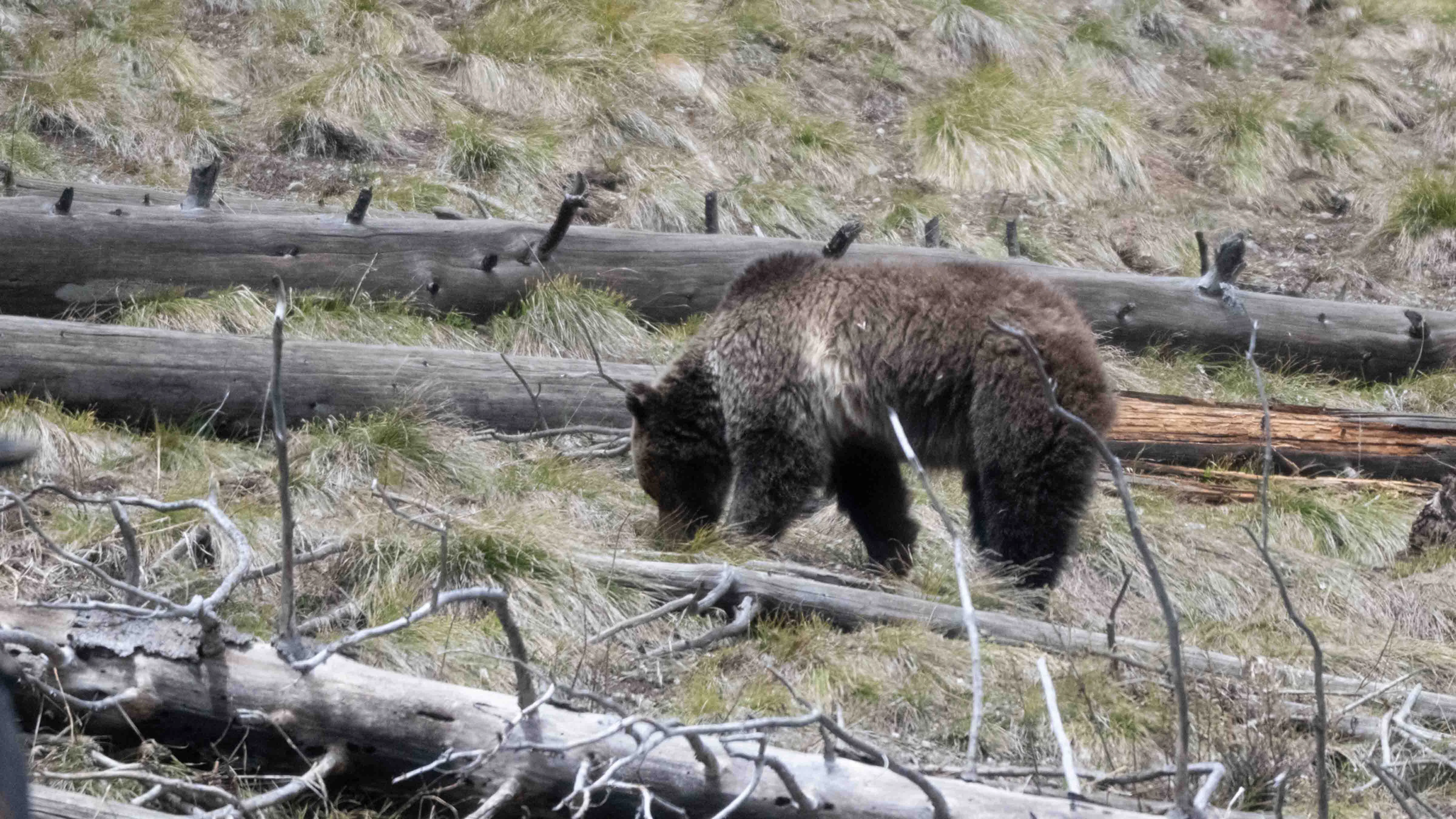 This photo was taken during the last known sighting of famed Yellowstone grizzly Raspberry, on May 23, 2025.