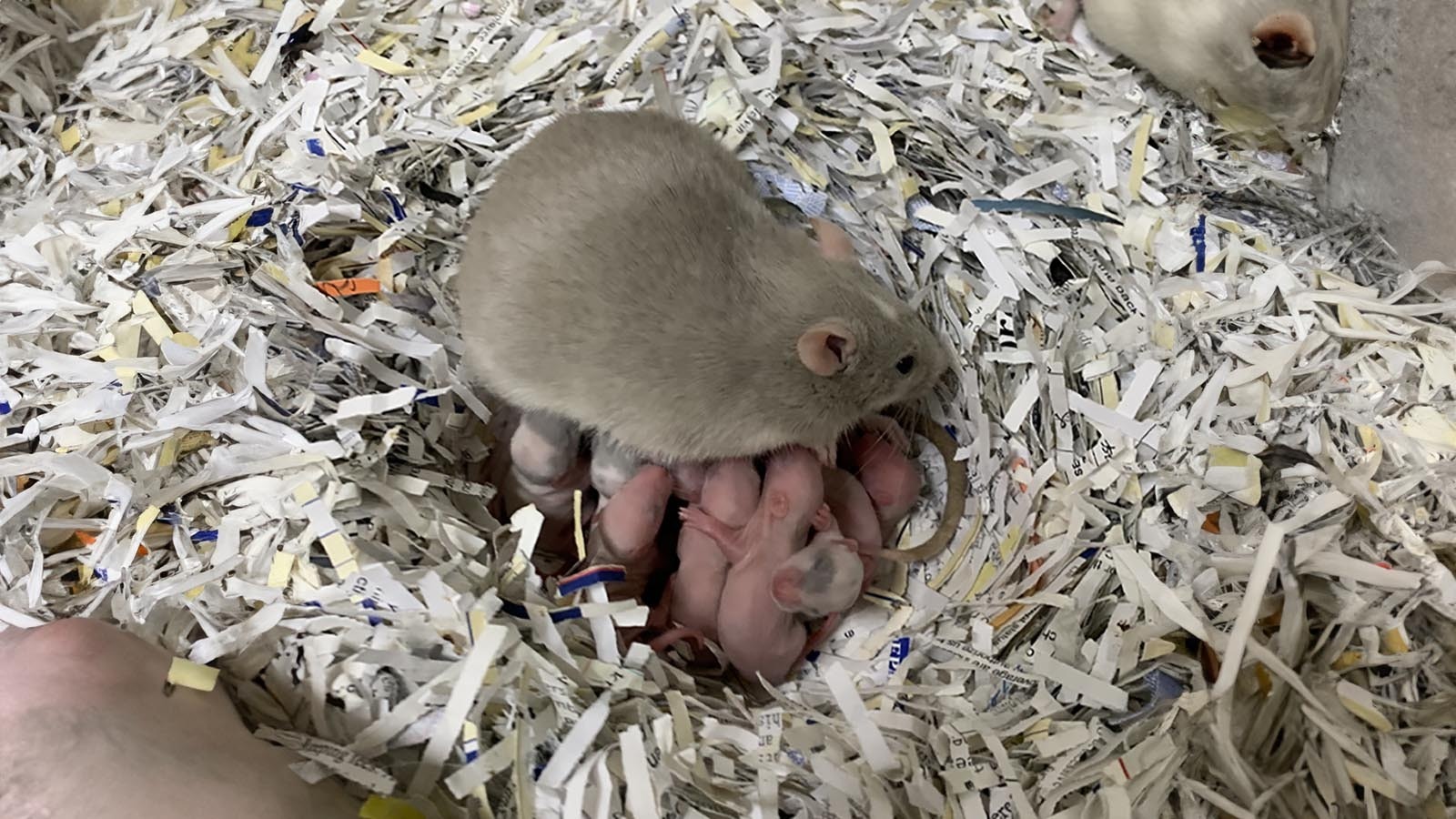 After losing his "rat guy," Sean Conner started raising his own to feed his reptiles. Now he's become northwest Wyoming's go-to "rat guy."