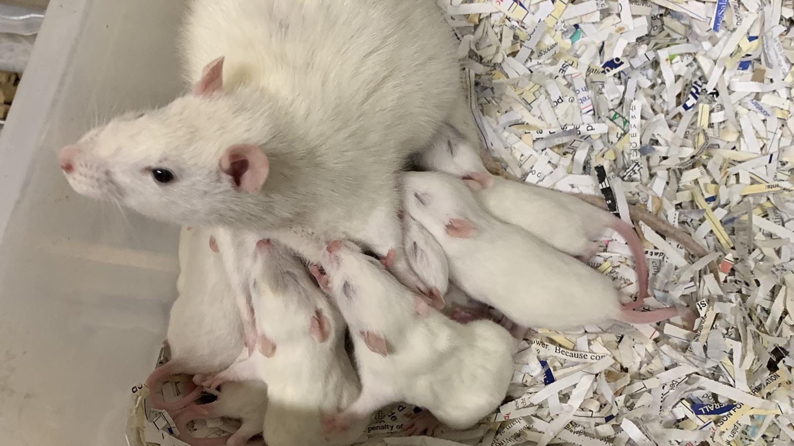 After losing his "rat guy," Sean Conner started raising his own to feed his reptiles. Now he's become northwest Wyoming's go-to "rat guy."