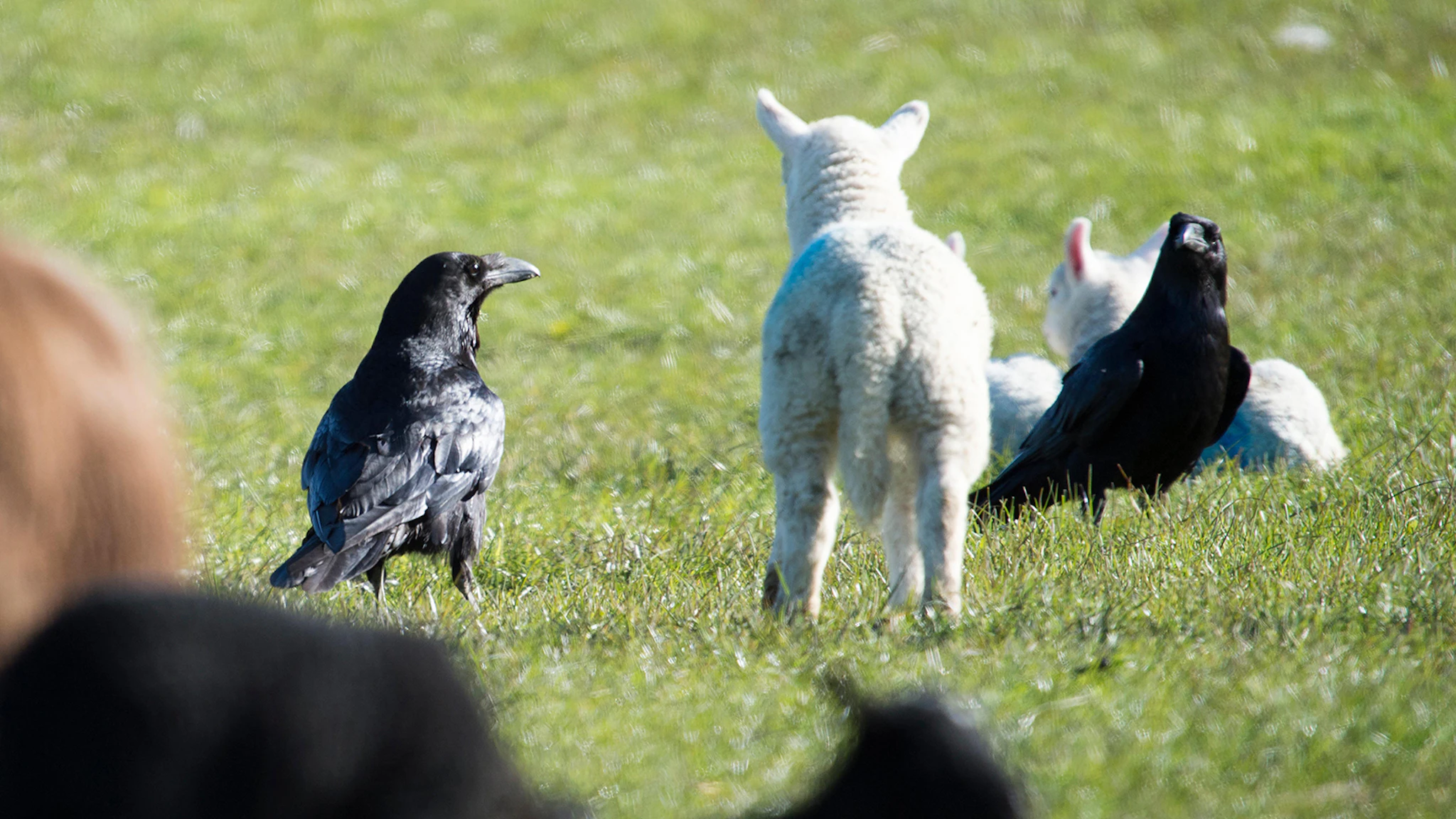 Ravens Attack Lambs, But Are Protected In Wyoming, So You Can’t Shoot ...