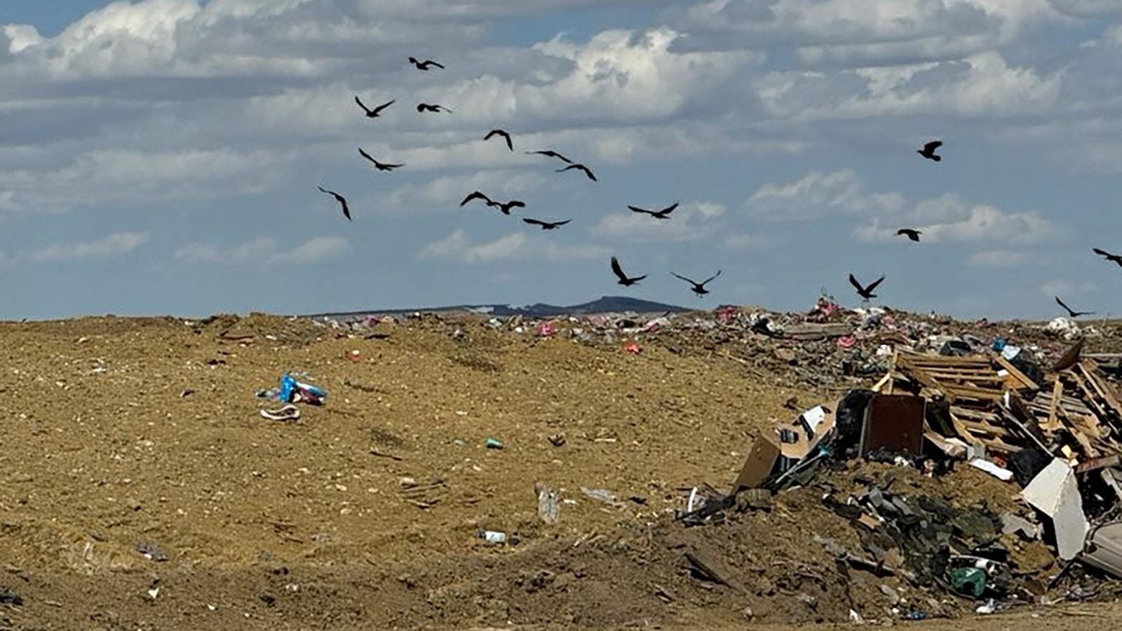An overpopulation of aggressive ravens and the Rawlins Landfill has the city working with the USDA Wildlife Service to poison them.