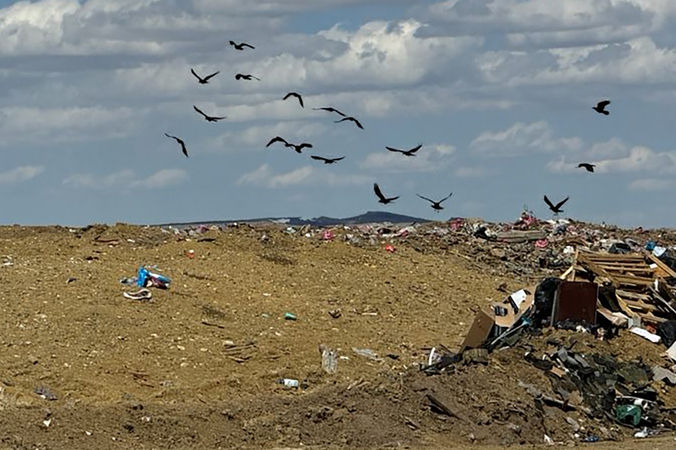 An overpopulation of aggressive ravens and the Rawlins Landfill has the city working with the USDA Wildlife Service to poison them.