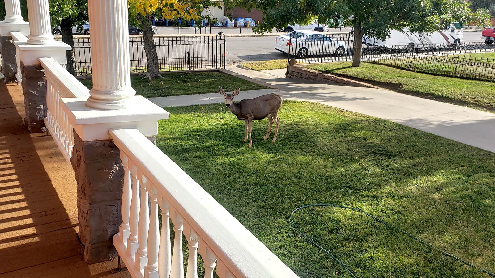 The deer don't find Rawlins a bad place to live at all. This one was in the front yard of the Ferris Mansion happily nibbling on grass.