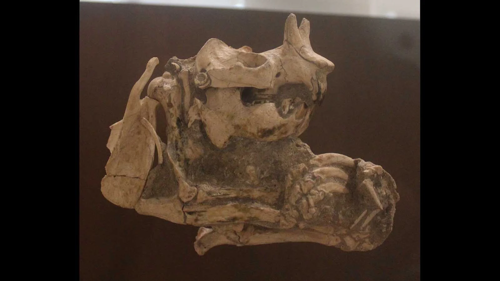 An articulated skeleton of Ceratogaulus in the American Museum of Natural History in New York. The horns on its head weren't good for digging or display, which means they primarily evolved as defensive structures to defend the tiny rodent from burrow-invading snakes, badgers, and other predators.