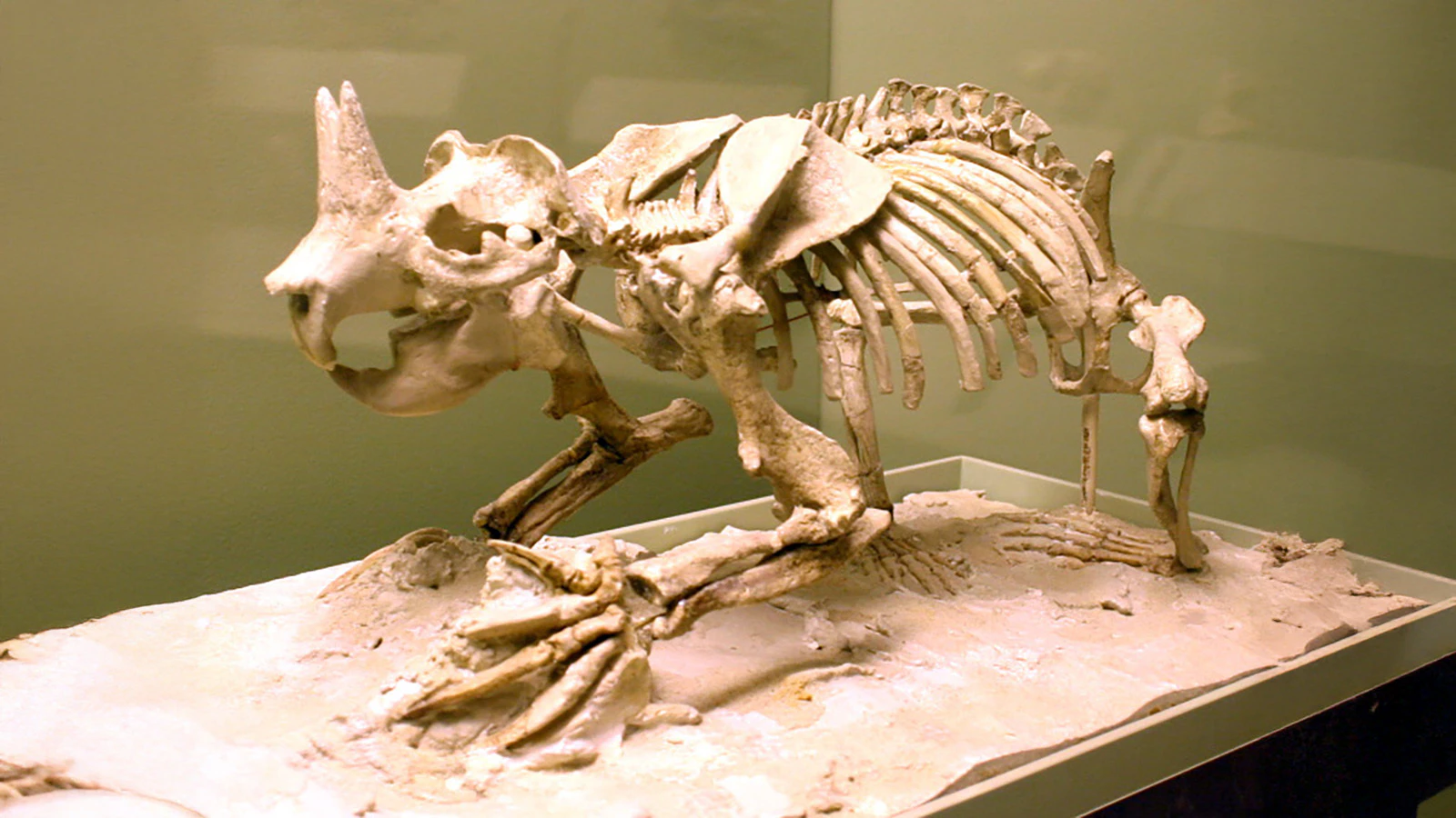 A skeleton of Ceratogaulus in the Smithsonian Institution in Washington D.C. Ceratogaulus is the smallest horned mammal in the fossil record, and one of the only known burrowing mammals with horns. It lived in Wyoming between 16 and 5.5 million years ago.