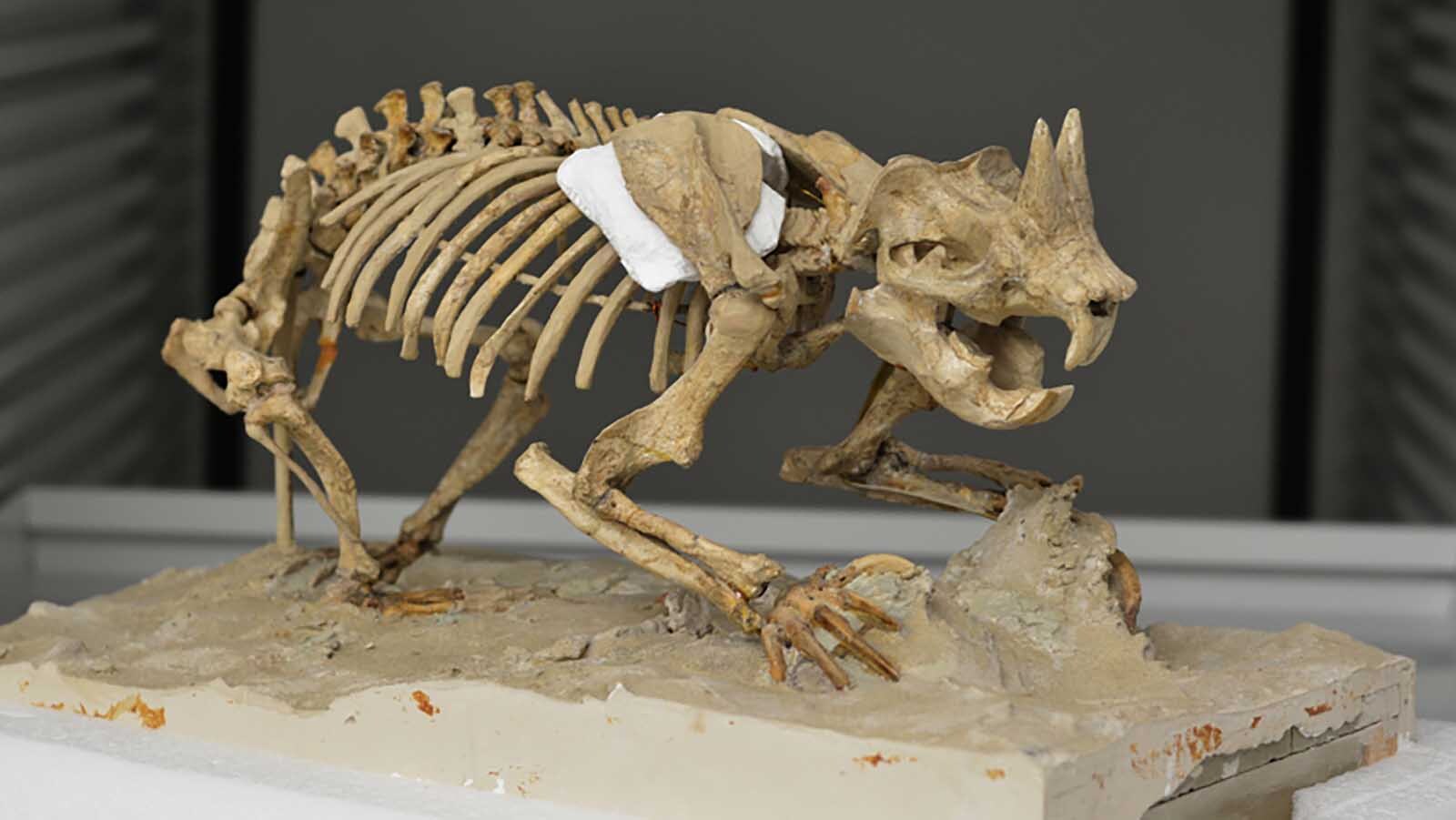 The jackalope is mythical, but Wyoming was home to an actual prehistoric rodent with two large horns on its head that roamed the Western U.S. It's one of the only horned burrowing mammals in Earth's history, and it thrived by fighting predators head-on.