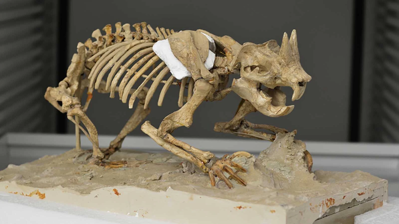 The jackalope is mythical, but Wyoming was home to an actual prehistoric rodent with two large horns on its head that roamed the Western U.S. It's one of the only horned burrowing mammals in Earth's history, and it thrived by fighting predators head-on.