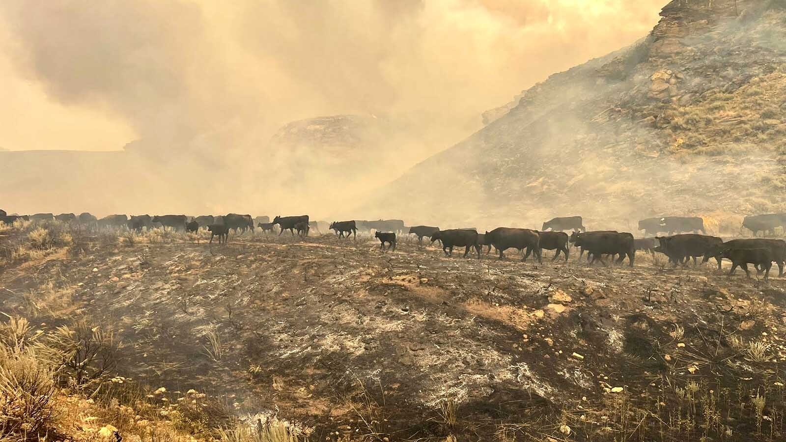Ranchers move their cattle off their rangeland as the smoke and flames ate up the pasture around them.