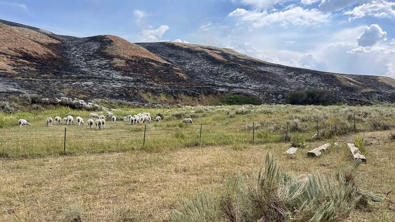 The Philps family's sheep were left behind during the evacuation and, despite half their pastures burning, survived the Red Canyon fire that has consumed over 100,000 acres of prime feeding ground. The Philps felt thankful that most of their rangeland were spared and their hearts hurt for their neighbors who were not so fortunate.
