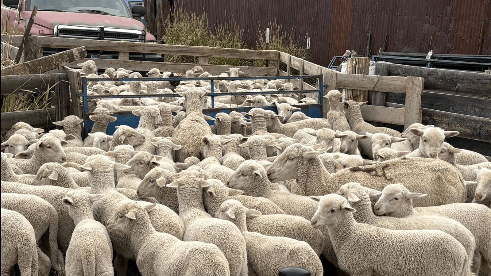 Aug. 12, 2025, was just a normal work day for the Philp family in rural Hot Springs County. Less than a week later, they were defending their ranch and sheep from the flames of the Red Canyon Fire.