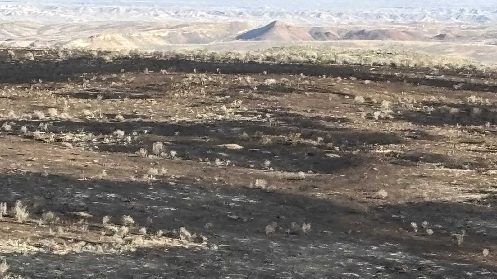 Gloria Philp said her family was fortunate to only lose part of a pasture but their leased land and her neighbors’ pastures were scorched. The winter feed they were dependent on for their cattle and sheep had been burned in the Red Canyon Fire.