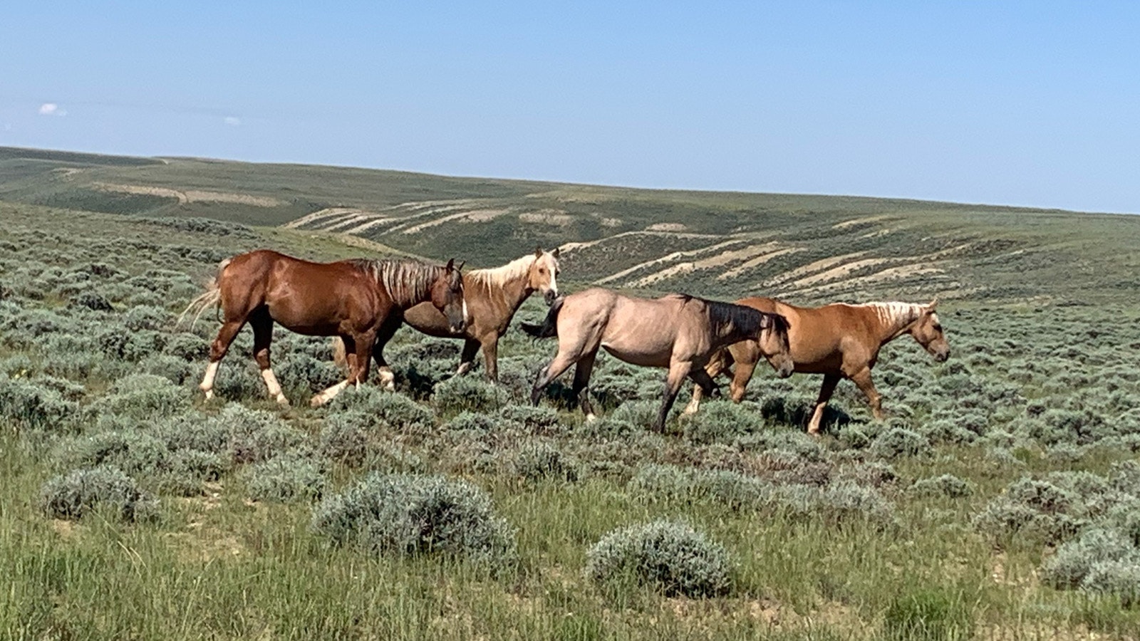 The past winter took a terrible toll on deer, antelope, mustangs and other animals in the Red Desert. However a wet spring brought ample forage, and the surviving critters look to be in good shape.