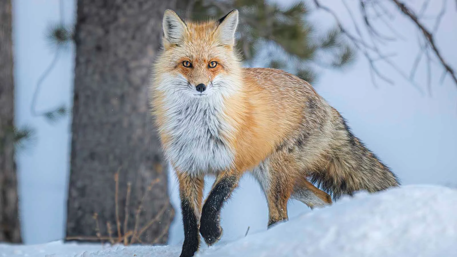 Red Foxes that live at high altitudes in the Silver Gate/Cooke City area near Yellowstone National Park aare among the most genetically pure wild foxes.
