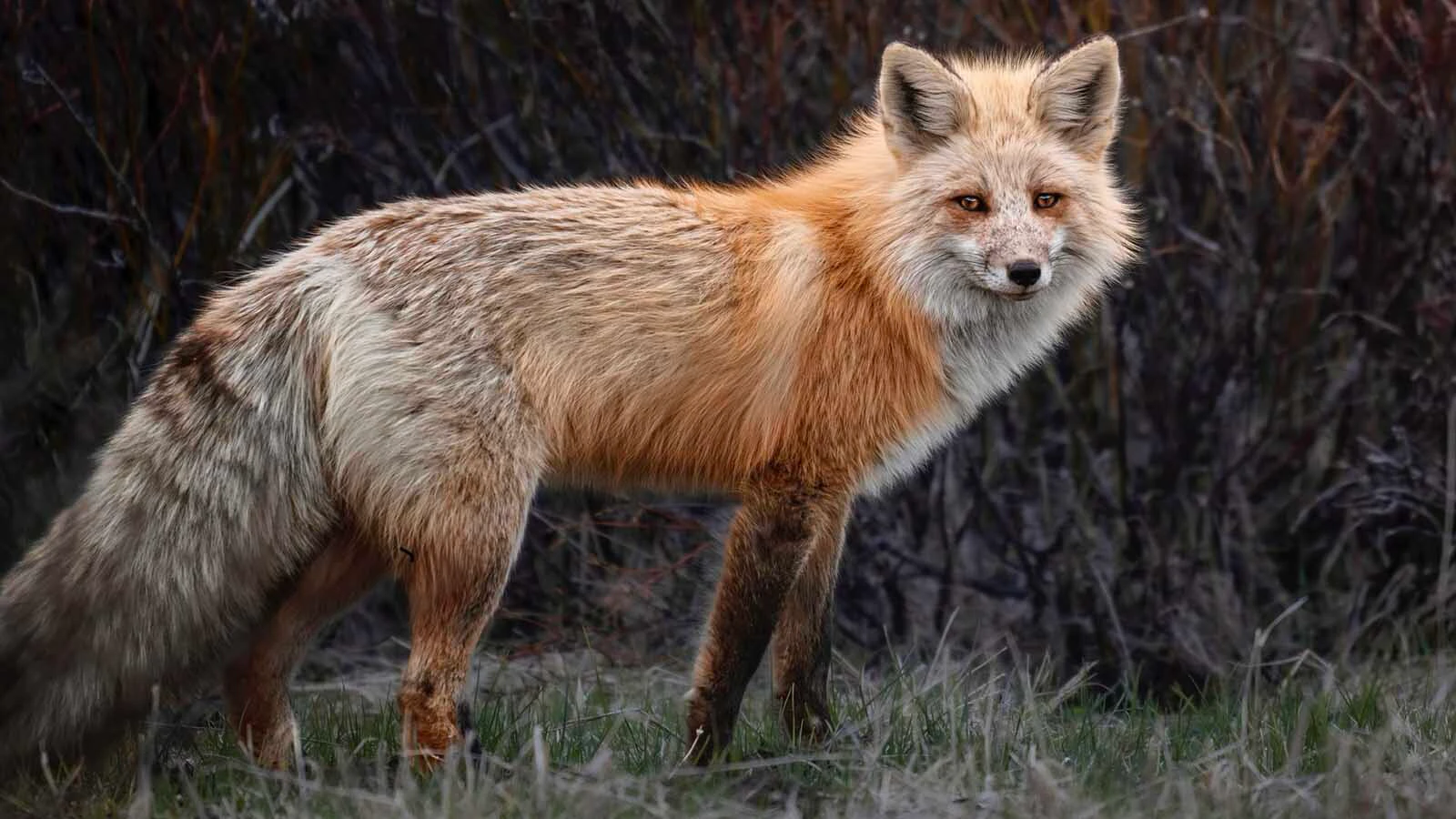 Red Foxes that live at high altitudes in the Silver Gate/Cooke City area near Yellowstone National Park aare among the most genetically pure wild foxes.