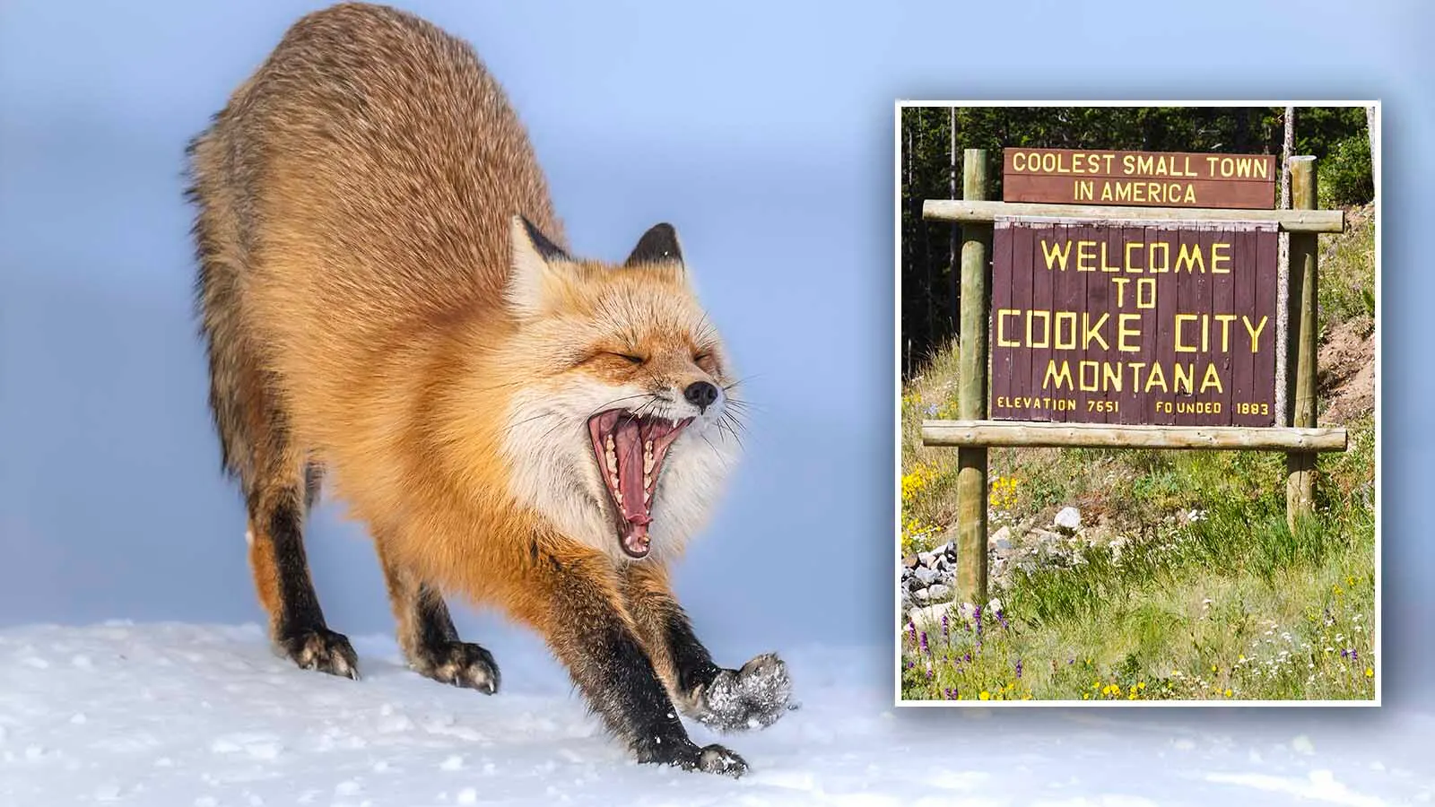Red Foxes that live at high altitudes in the Silver Gate/Cooke City area near Yellowstone National Park aare among the most genetically pure wild foxes.