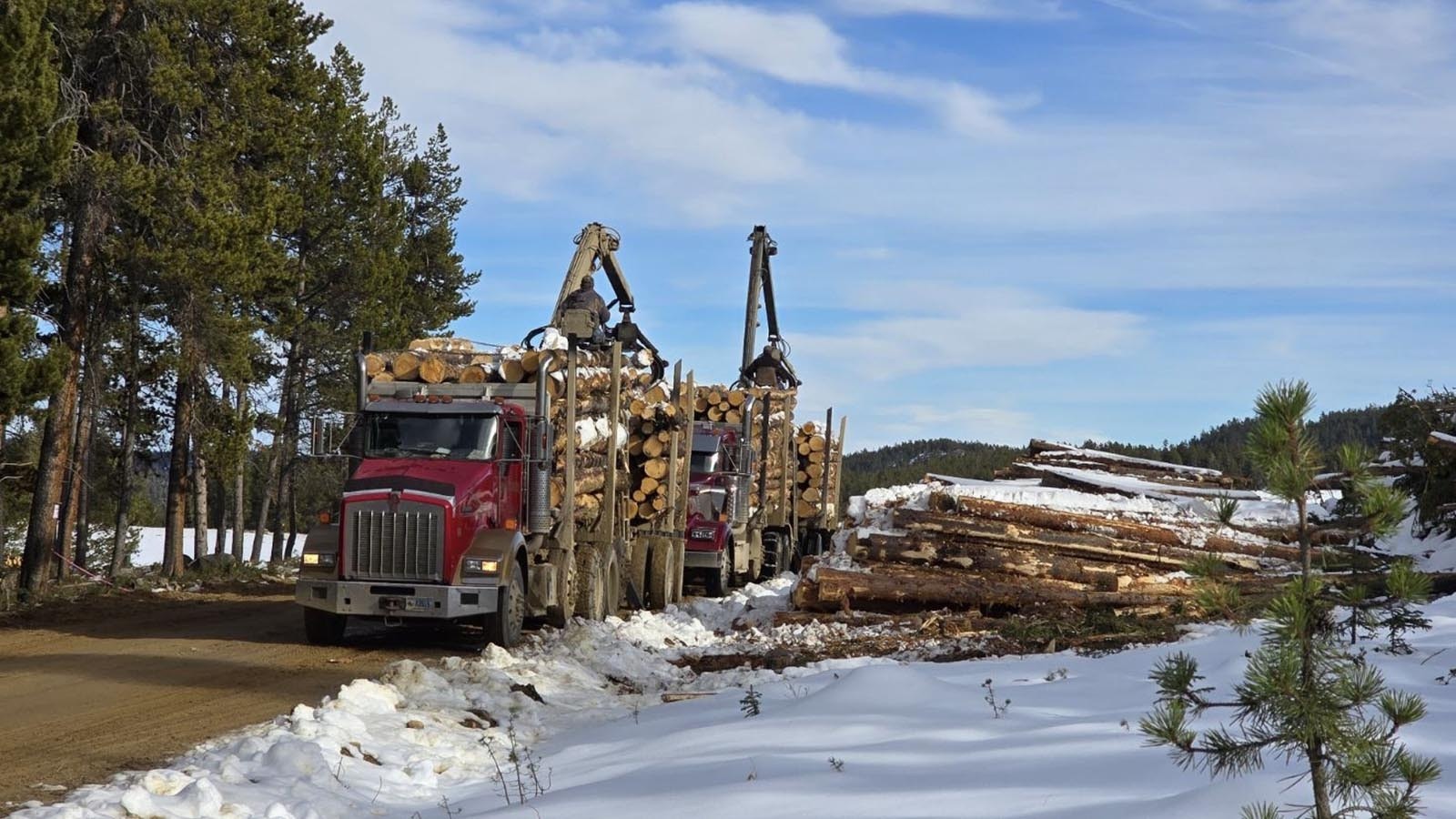 Wyoming’s lumber industry isn’t huge, but is heartened to hear Trump say America doesn’t need lumber from Canada. But the industry needs more than tariffs to save it — like changes to forest management. Here, logging trucks collect usable timber harvested while fighting the Elk Fire in the Bighorn National Forest in fall 2024.