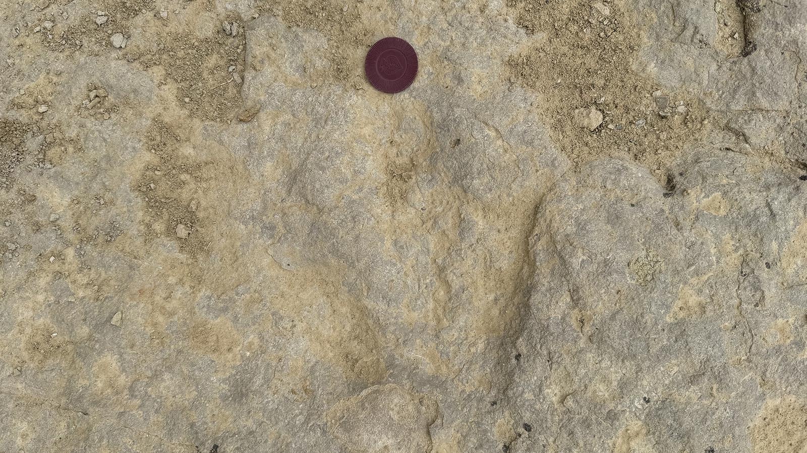 A tridactyl dinosaur track at the Red Gulch Dinosaur Tracksite near Greybull. The poker chip is placed at the end of the middle toe.