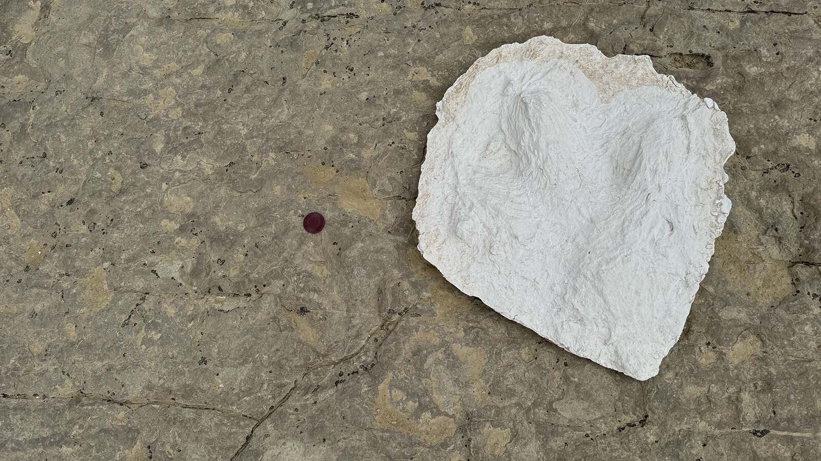 A plaster cast of a large dinosaur track next to one of the hundreds of dinosaur tracks at the Red Gulch Dinosaur Tracksite. Kvale said the plaster cast was taken from another dinosaur tracksite near Greybull, and probably was left by the large carnivore Allosaurus.