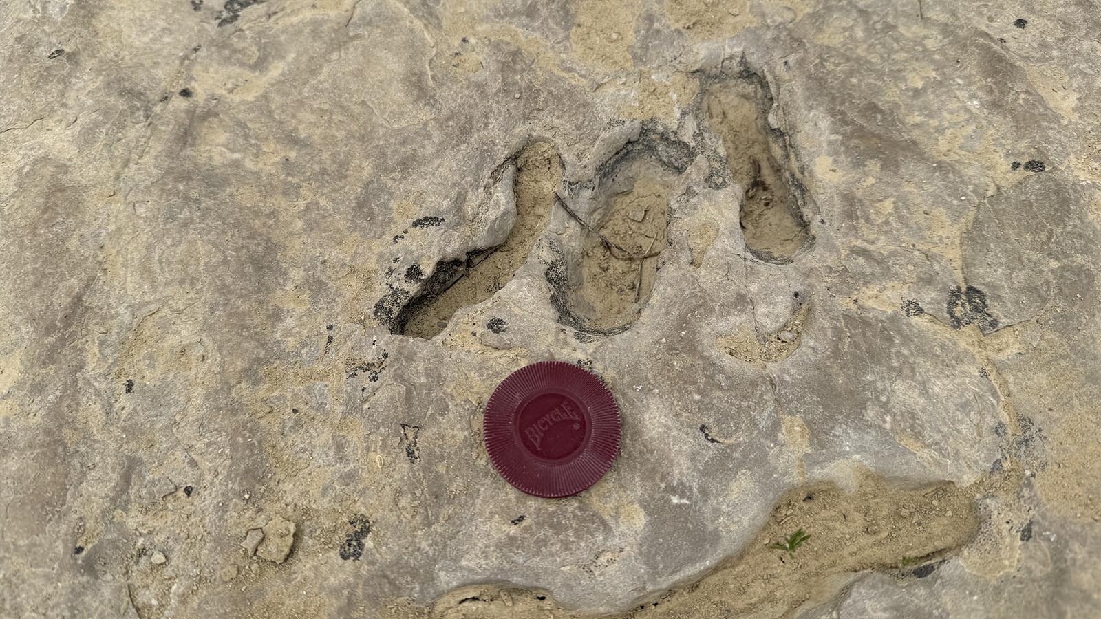 The bottoms of shrimp burrows preserved at the Red Gulch Dinosaur Tracksite. Fossils like these helped paleontologists reconstruct the paleoenvironment of Greybull during the Middle Jurassic.