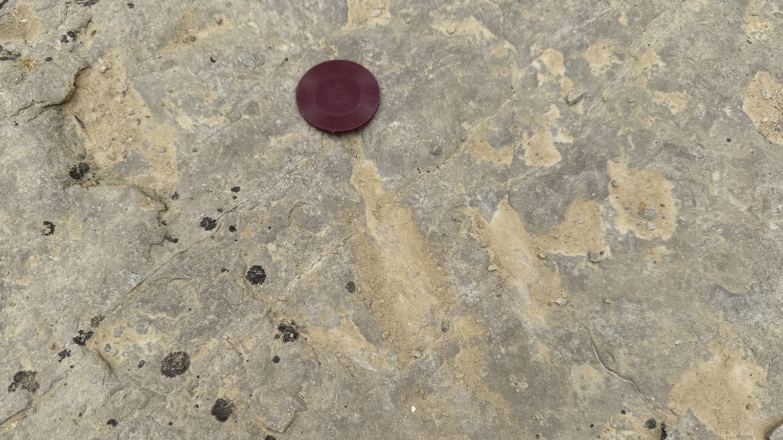 A tridactyl dinosaur track at the Red Gulch Dinosaur Tracksite near Greybull. The poker chip is placed at the end of the middle toe.