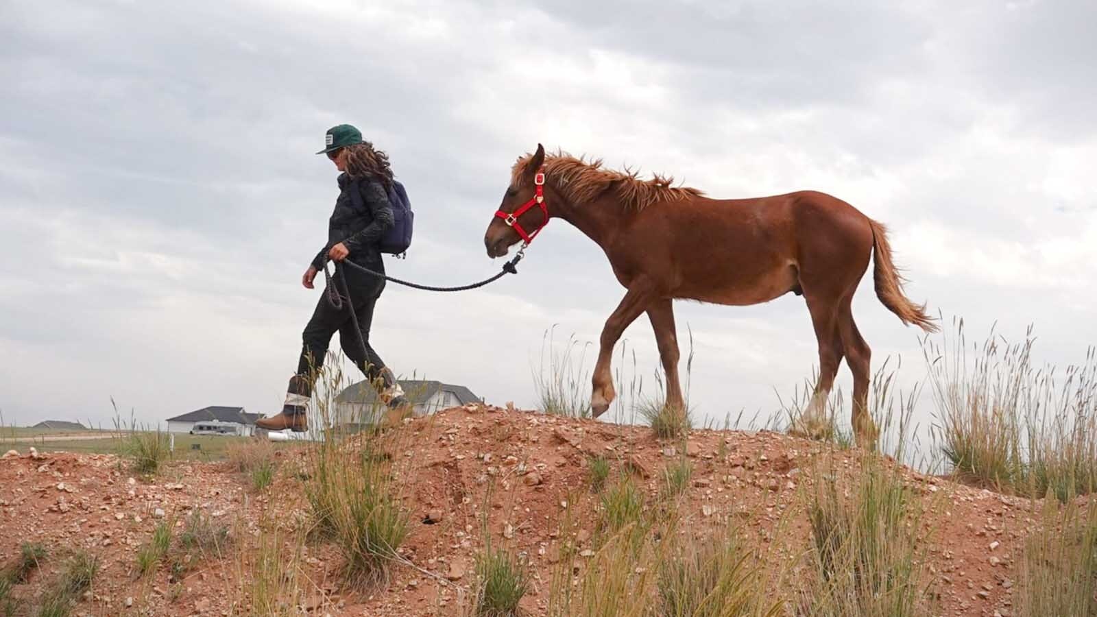 Horse trainer Sienna Hawk has worked with Red Solo Cup — a mustang from Wyoming’s White Mountain wild horse herd — to prepare him for adoption.