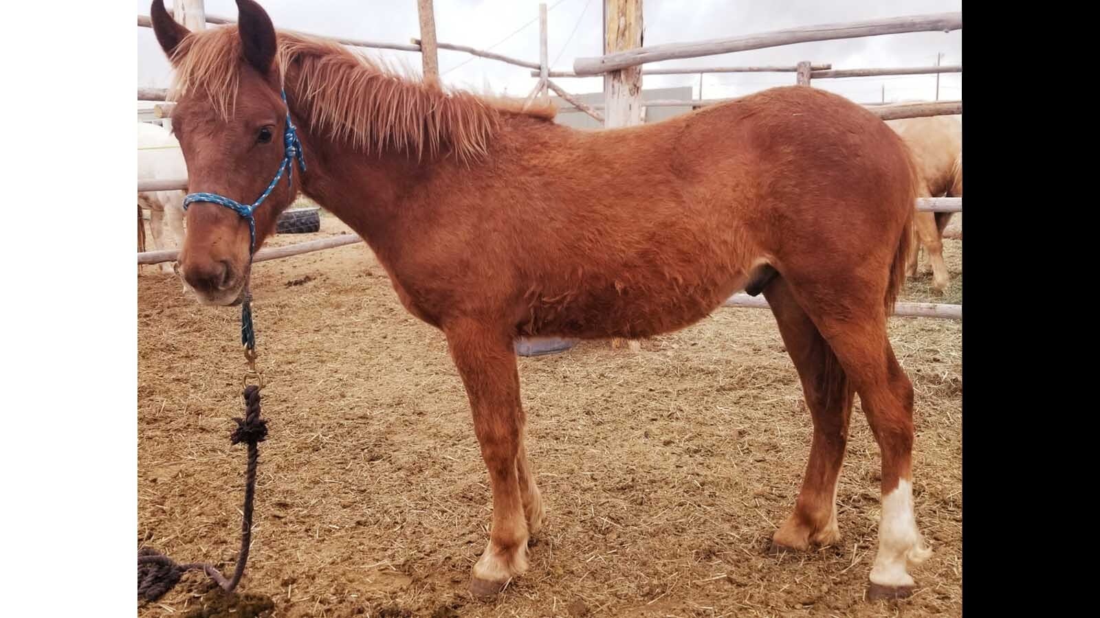 Red Solo Cup is a mustang rounded up last year from Wyoming’s White Mountain wild horse herd. He’s going up for adoption this month.