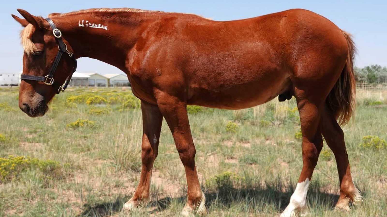 Red Solo Cup is a mustang rounded up last year from Wyoming’s White Mountain wild horse herd. He’s going up for adoption this month.