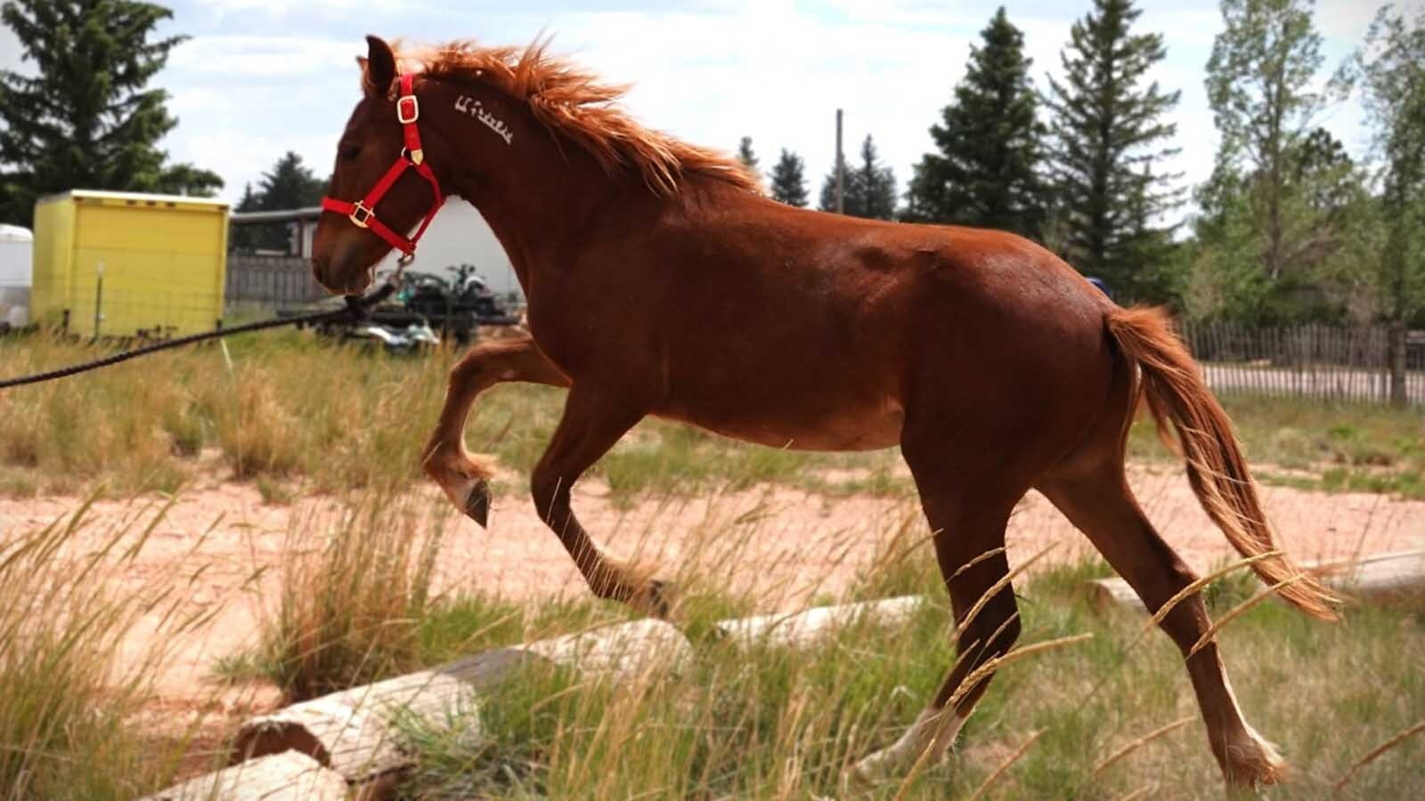 Red Solo Cup is a mustang rounded up last year from Wyoming’s White Mountain wild horse herd. He’s going up for adoption this month.