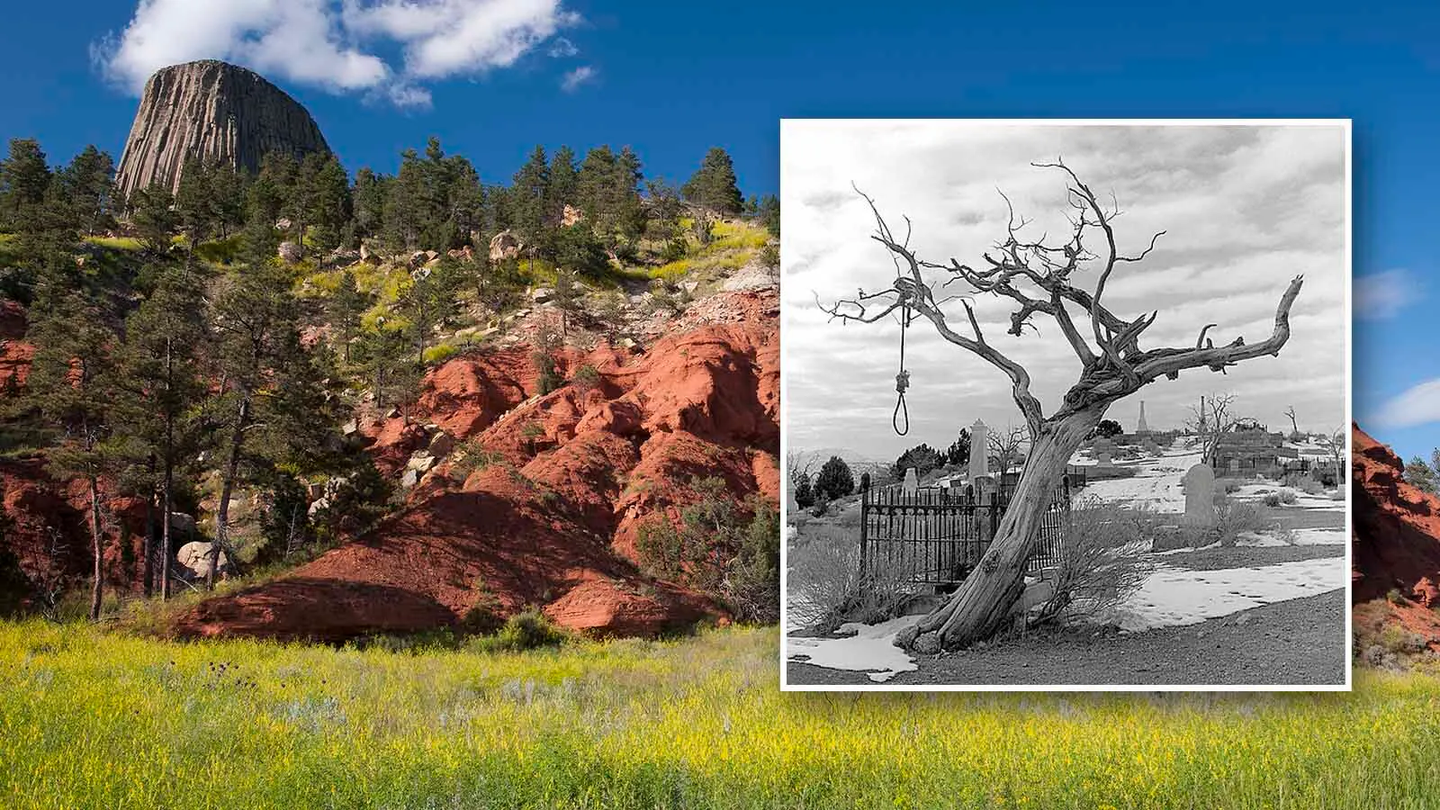 Red rocks and hanging tree 10 17 26