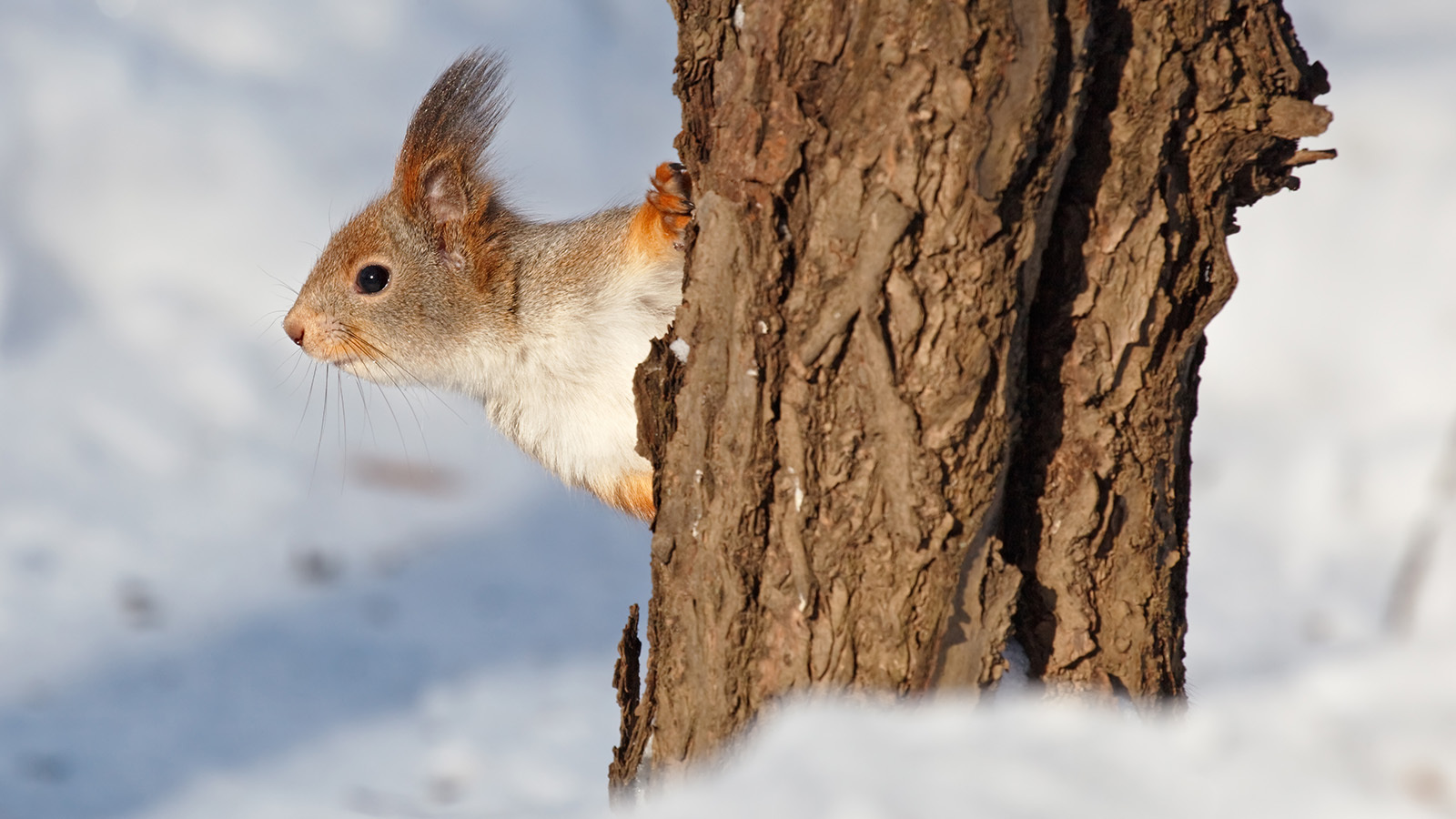 Squirrel on snow background with empty space for text 26554555 Stock Photo  at Vecteezy