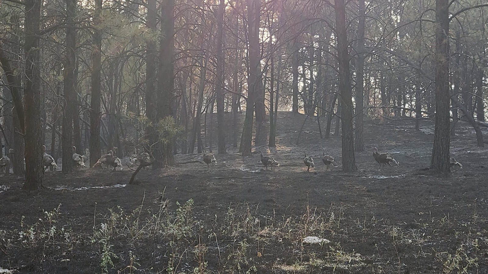 Some of the aftermath of where the Remington Fire has bruned through southern Montana.