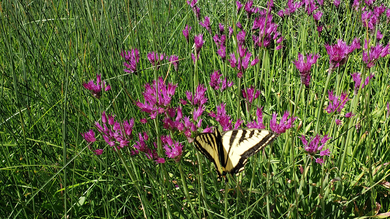 Rains made a pretty feast for butterflies at many locations across the state this summer.