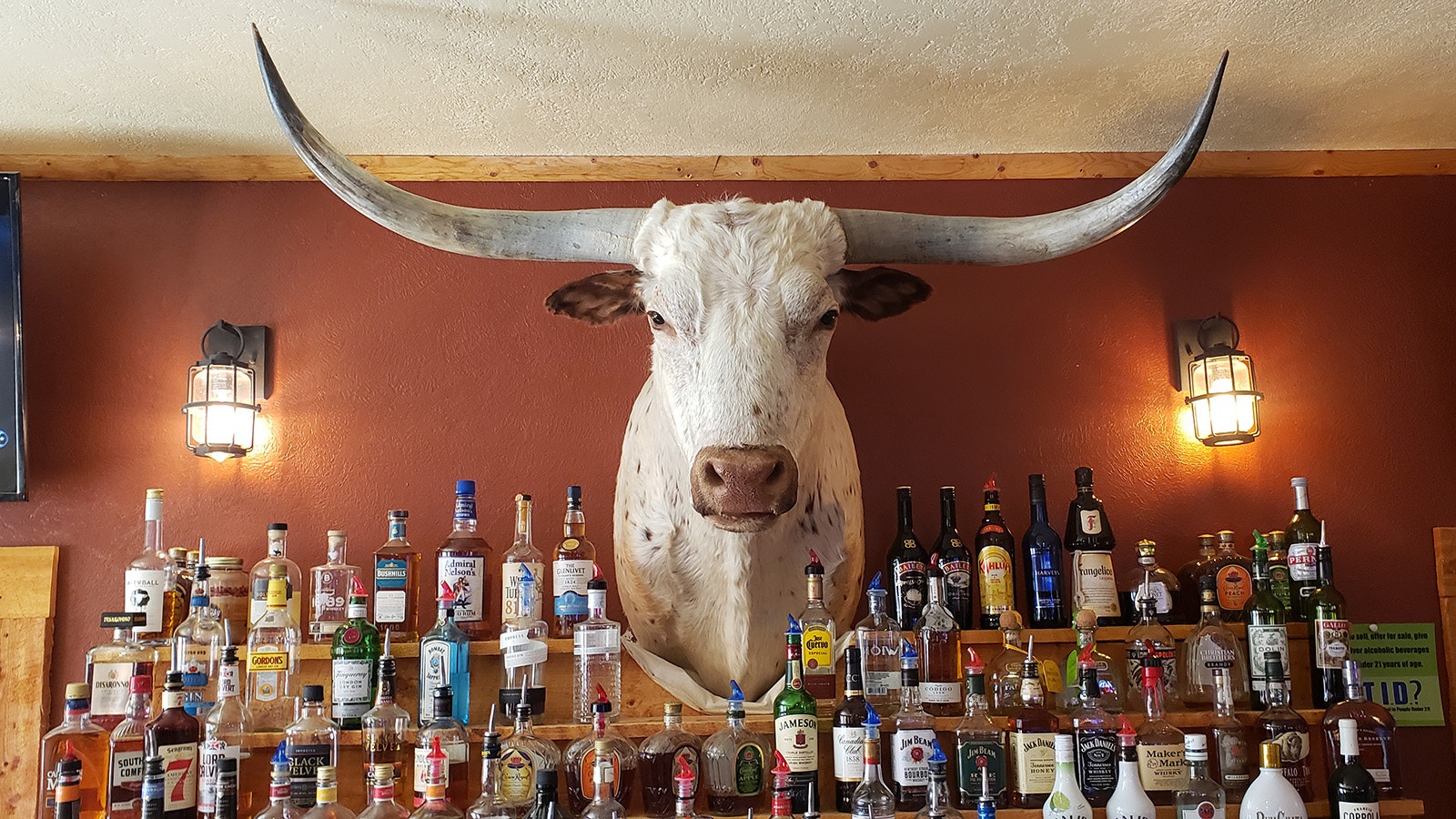 The bull's head at the Bull Pub in Cowley, Wyoming.