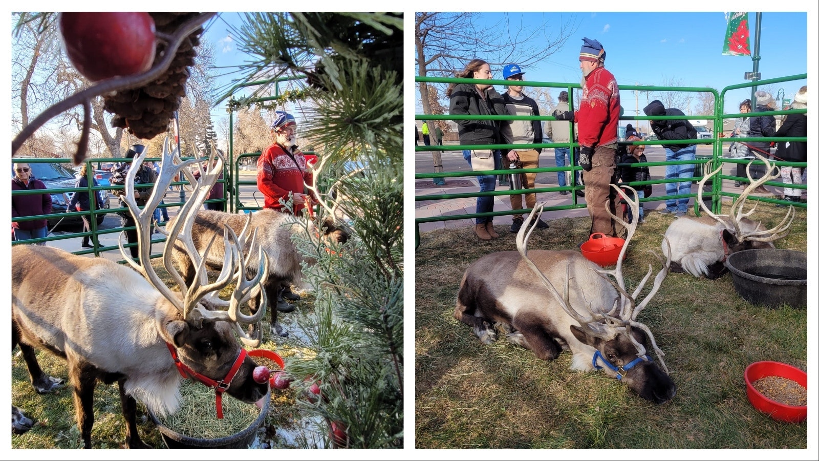 The Jessen Reindeer Ranch rents rendeer for events in northern Colorado and southern Wyoming. Raising and caring for reindeer is expensive, but can easily bring in more than $100,000 in the month between Thanksgiving and Christmas.