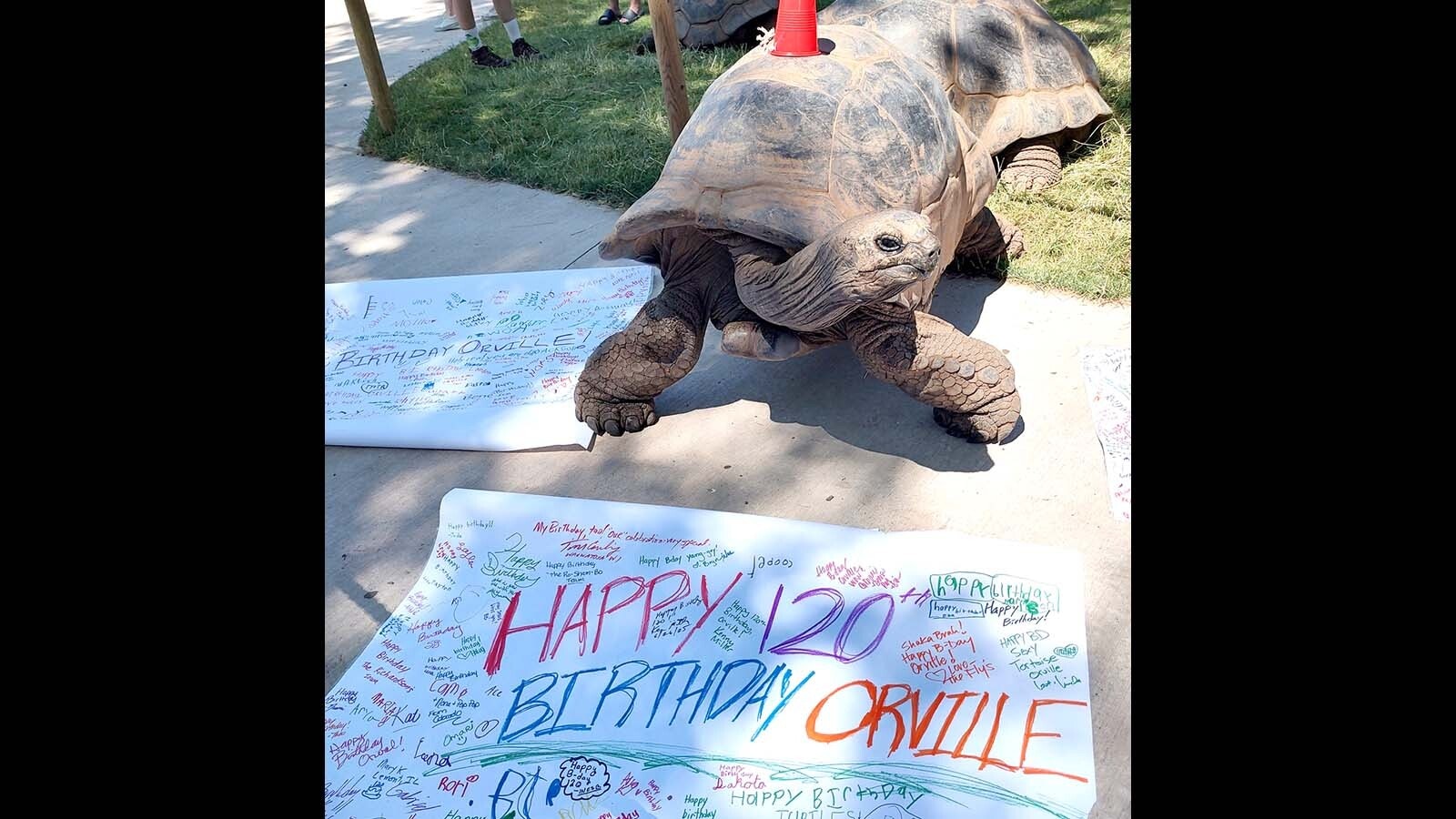 A 120-year-old tortoise named Orville, along with five other giants, survived a devastating fire at Reptile Gardens in South Dakota on Friday. About 80-90 other reptiles, including alligators and other tortoises were killed.