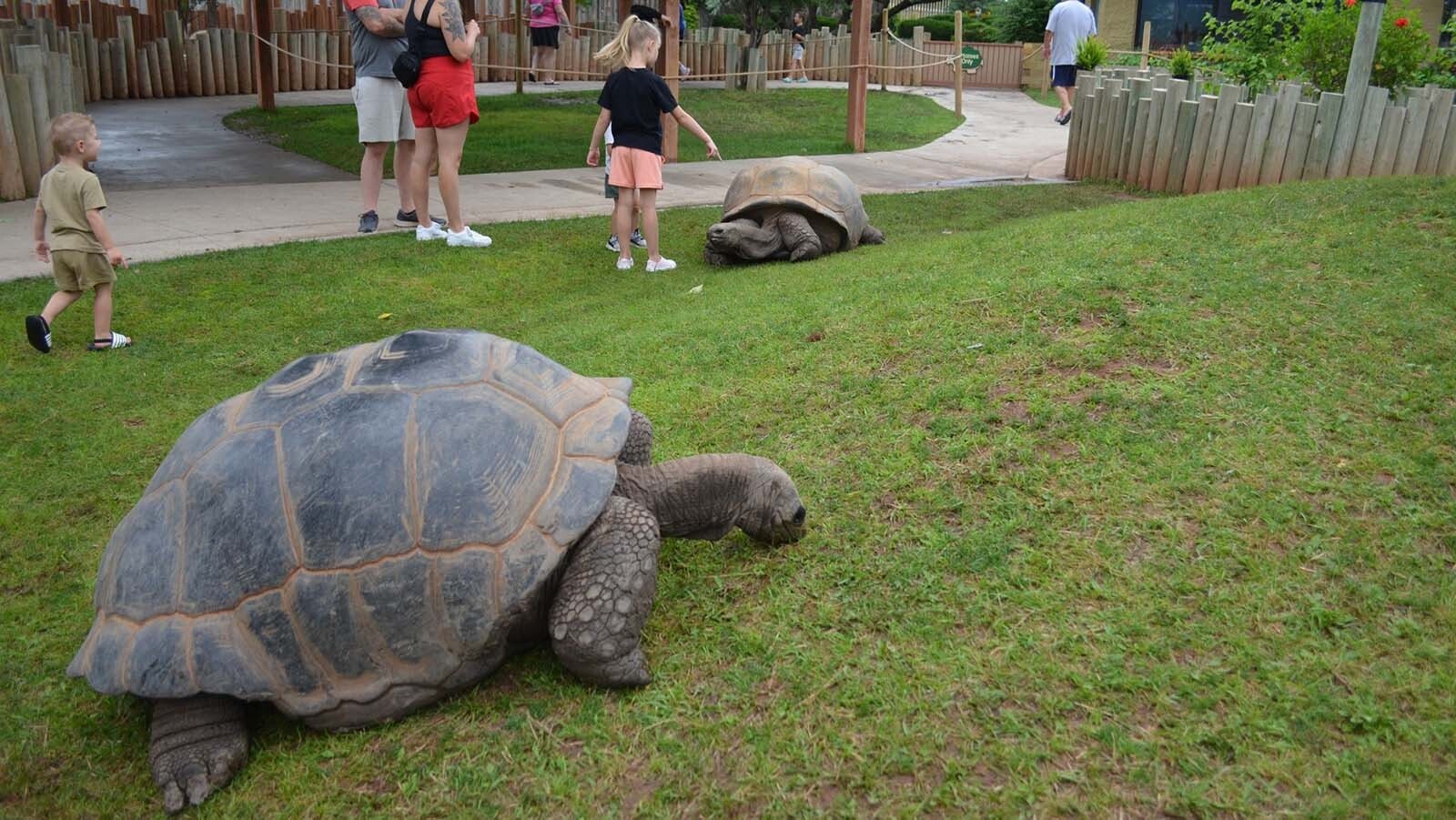 A 120-year-old tortoise named Orville, along with five other giants, survived a devastating fire at Reptile Gardens in South Dakota on Friday. About 80-90 other reptiles, including alligators and other tortoises were killed.
