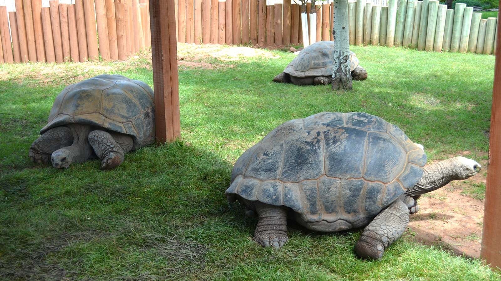 A 120-year-old tortoise named Orville, along with five other giants, survived a devastating fire at Reptile Gardens in South Dakota on Friday. About 80-90 other reptiles, including alligators and other tortoises were killed.