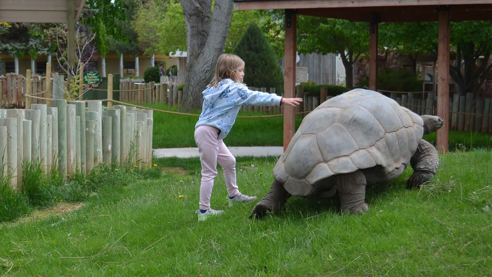 A 120-year-old tortoise named Orville, along with five other giants, survived a devastating fire at Reptile Gardens in South Dakota on Friday. About 80-90 other reptiles, including alligators and other tortoises were killed.