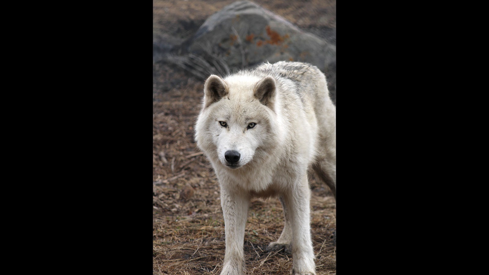 Index is a female gray wolf that arrived earlier this month at the Yellowstone Wildlife Sanctuary in Red Lodge, Montana.