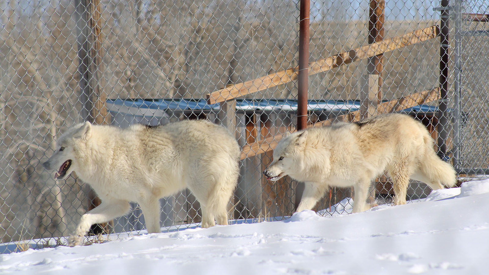 Pair Of Rescue Wolves From Canada Find Home At Yellowstone Sanctuary ...