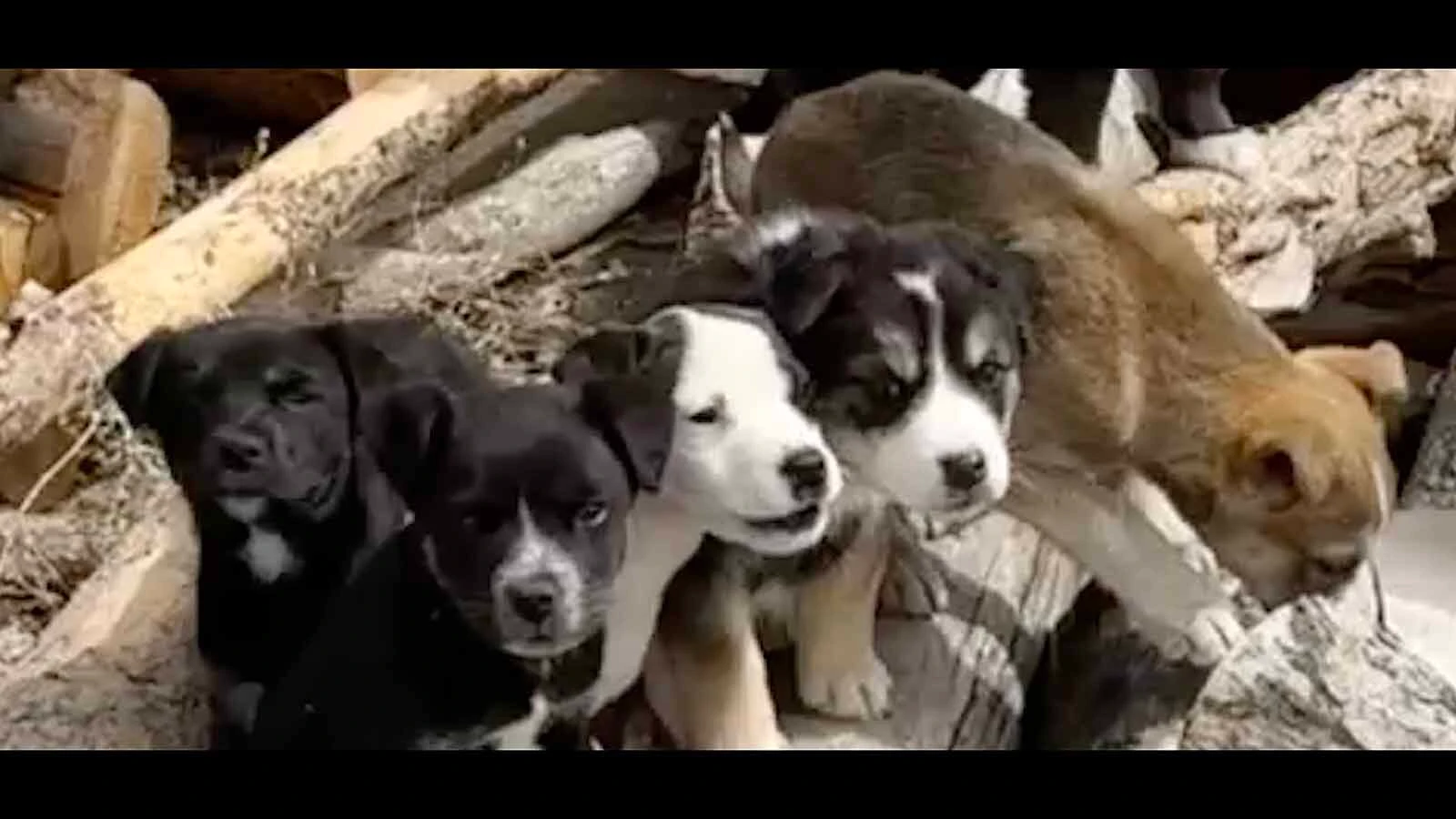 A litter of puppies is shown lined up in a woodpile after being rescued on the Wind River Indian Reservation in April 2025.