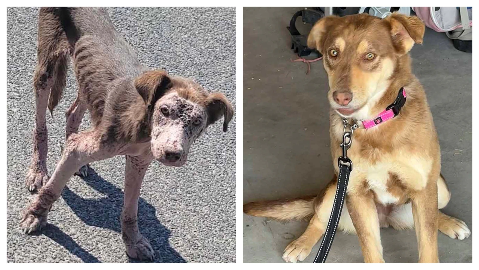 Willow is shown in the left photo at the Wind River Indian Reservation after being rescued by Yola’s Pet Rescue of Cheyenne. At right she is shown after her recovery at her new adopted home.